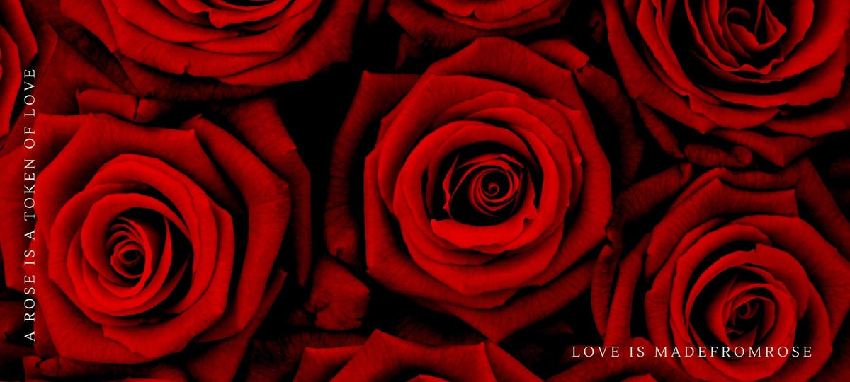 Rose Bears
